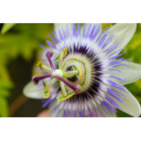 Fruit de la passion - Passiflore fleur de la passion  2