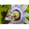 Fruit de la passion - Passiflore fleur de la passion 