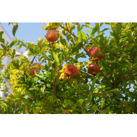 Grenadier nain - Punica granatum Nanum  2