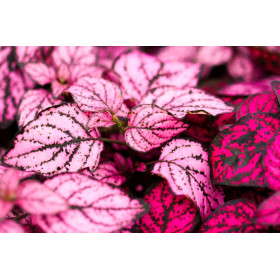 Hypoestes Coloratus Mix  2