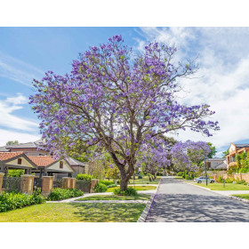 Jacaranda mimosifolia 
