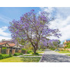 Jacaranda mimosifolia 