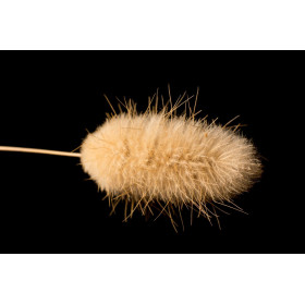 Lagurus - Queue de Lièvre Bunny Tails  2