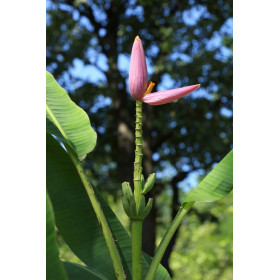Bananier rose - Musa velutina  2