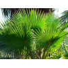 Palmier de Californie - Washingtonia filifera 
