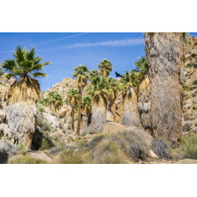 Palmier Mexicain - Washingtonia robusta  2