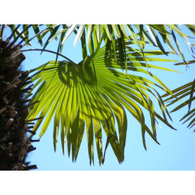 Palmier de Chine - trachycarpus Fortunei  2