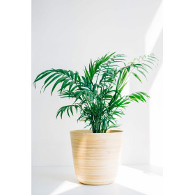 Palmier d'intérieur - Chamaedorea elegans Collinea  2