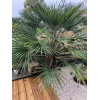 Palmier nain - Chamaerops Humilis 