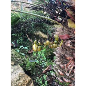 Palmier nain - Chamaerops Humilis  2