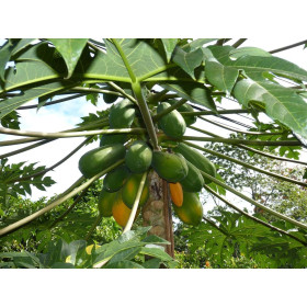 Papayer - Carica papaya 