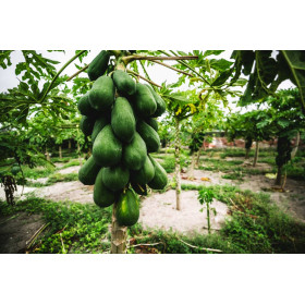 Papayer - Carica papaya  2