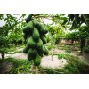 Papayer - Carica papaya 