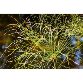 Papyrus du Nil - cyperus papyrus  2