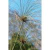 Papyrus du Nil - cyperus papyrus 