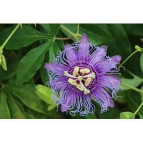 Passiflore - Passiflora quadrangularis 