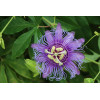 Passiflore - Passiflora quadrangularis 