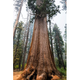 Sequoia géant - Sequioadendron giganteum  2