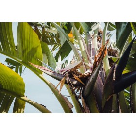 Oiseau du Paradis - Strelitzia nicolai 