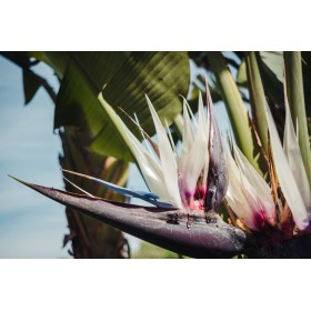 Oiseau du Paradis - Strelitzia nicolai  2