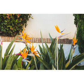 Oiseau de Paradis - Strelitzia reginae 