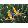 Oiseau de Paradis - Strelitzia reginae 