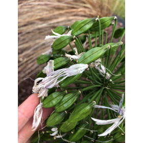 Agapanthe Blanche - Umbellatus White Umbrella  2