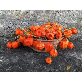 Amour en Cage - Physalis alkekengi var, Franchetii 