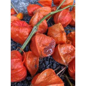 Amour en Cage - Physalis alkekengi var, Franchetii  2