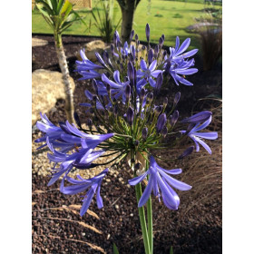 Agapanthe Bleue - Umbellatus blue Umbrella 