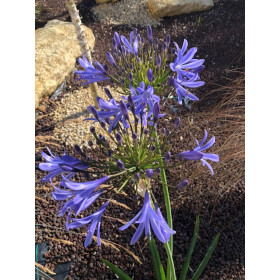 Agapanthe Bleue - Umbellatus blue Umbrella  2