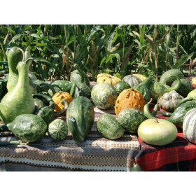 Gourde bouteille - Calebasse Dinosaur 