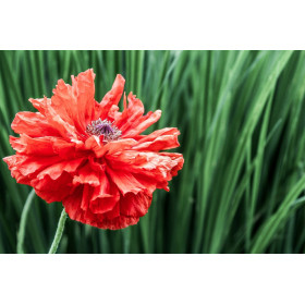 Coquelicot double mix 