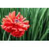 Coquelicot double mix 