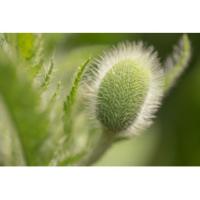 Coquelicot double mix  2