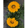 Gazania zany F1 mix 