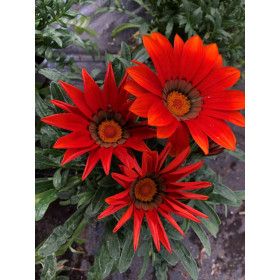 Gazania zany F1 mix  2