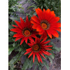 Gazania zany F1 mix 