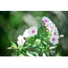 Phlox annuel de Drummond 'Grandiflora Mix' 
