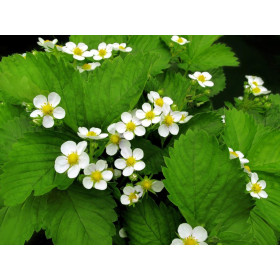 Fraisier à fraises jaunes - Yellow Wonder  2