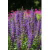 Sauge des prés - Salvia pratensis 