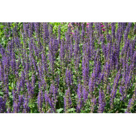 Sauge des prés - Salvia pratensis  2