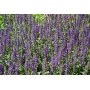 Sauge des prés - Salvia pratensis 