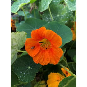 Capucines grimpantes à fleurs simples mix 