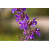 Sauge des prés - Salvia pratensis 