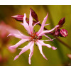 Lychnis flos-cuculi 'Fleur de Coucou' 