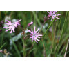 Lychnis flos-cuculi 'Fleur de Coucou' 