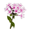 Phlox annuel de Drummond 'Grandiflora Mix' 