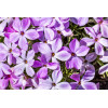 Phlox annuel de Drummond 'Grandiflora Mix' 