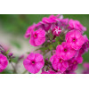 Phlox annuel de Drummond 'Grandiflora Mix' 